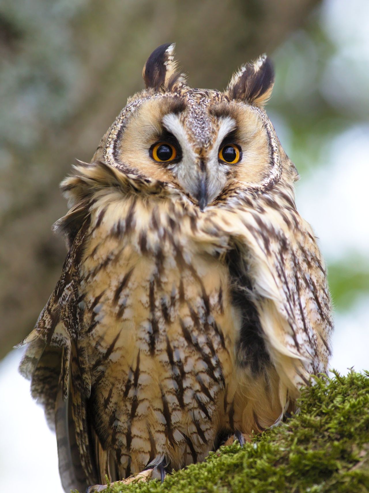 [悪役八八八号] 心の証 (COMIC 高 2018年3月号) [中国翻訳] [DL版]