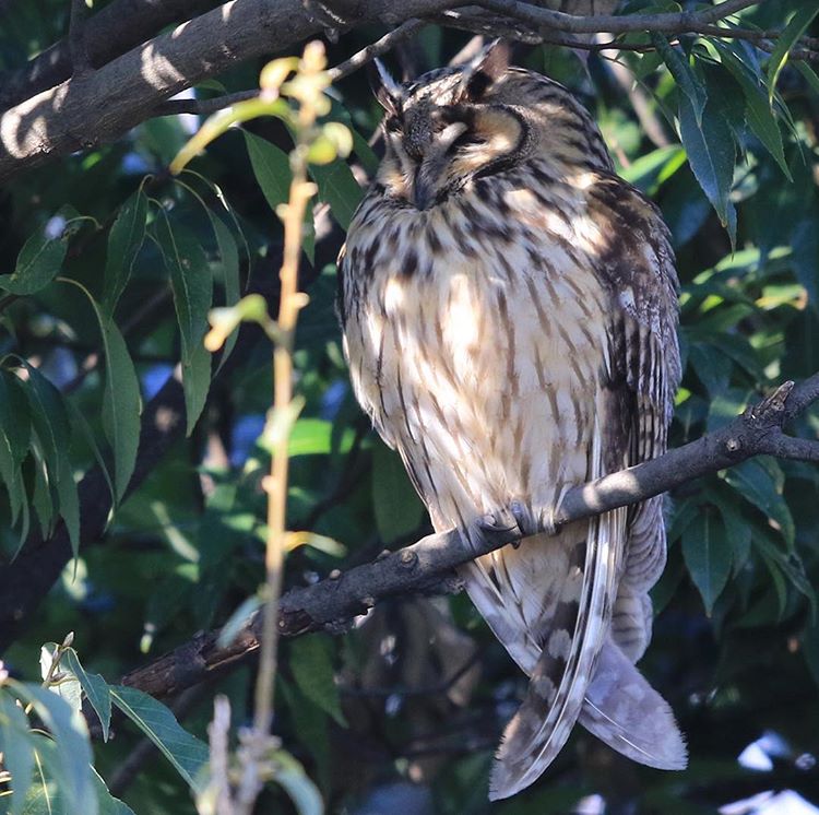 [シイナ] ノラネコ少女との暮らしかた 第8話 (COMIC アナンガ・ランガvol.20) [中国翻訳] [DL版]