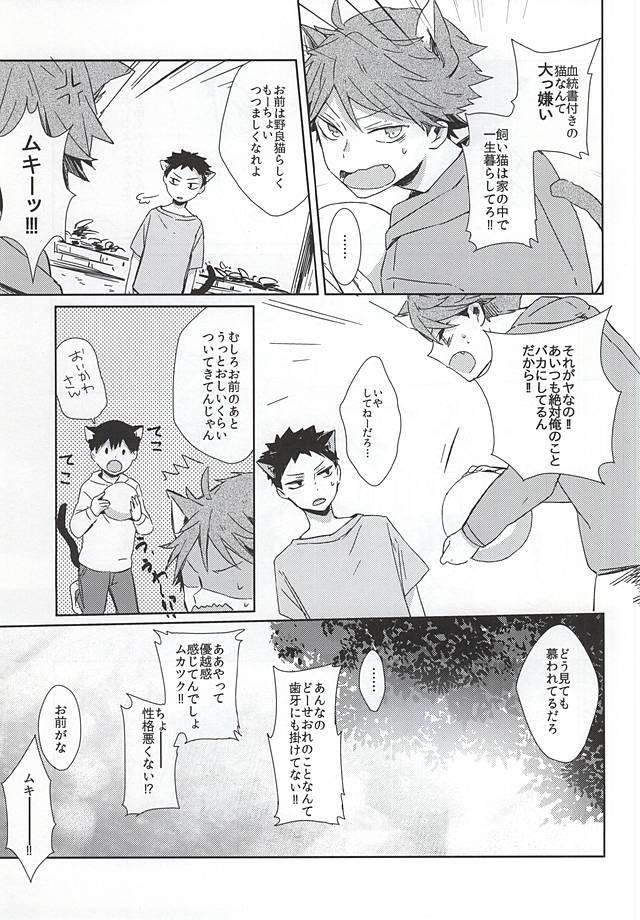 (RTS!!5) [少年H (ゆうき)] 猫になった及川さん (ハイキュー!!)