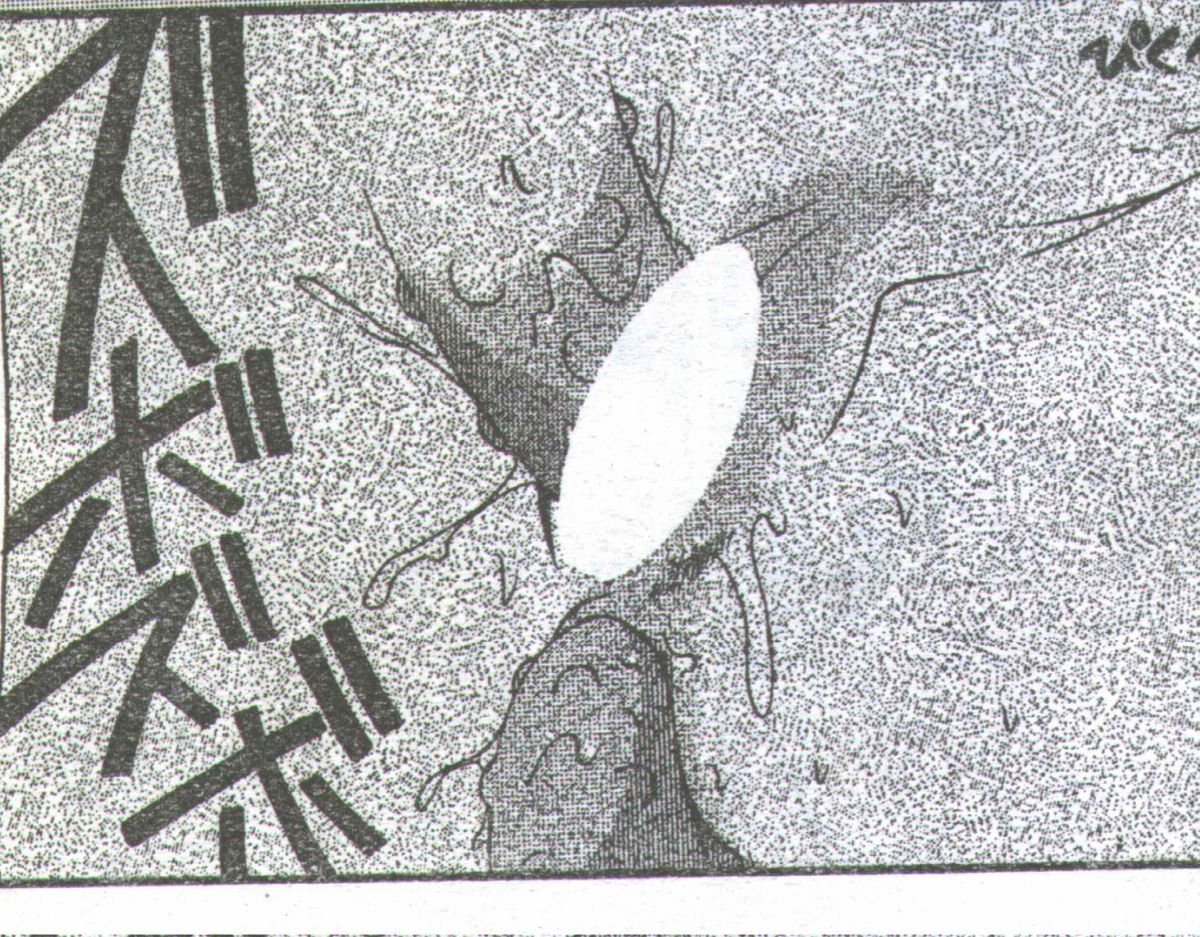 コットンコミック 1994年06月号 [不完全]