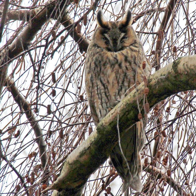 [シイナ] ノラネコ少女との暮らしかた 第4-15話 [中国翻訳] [DL版]