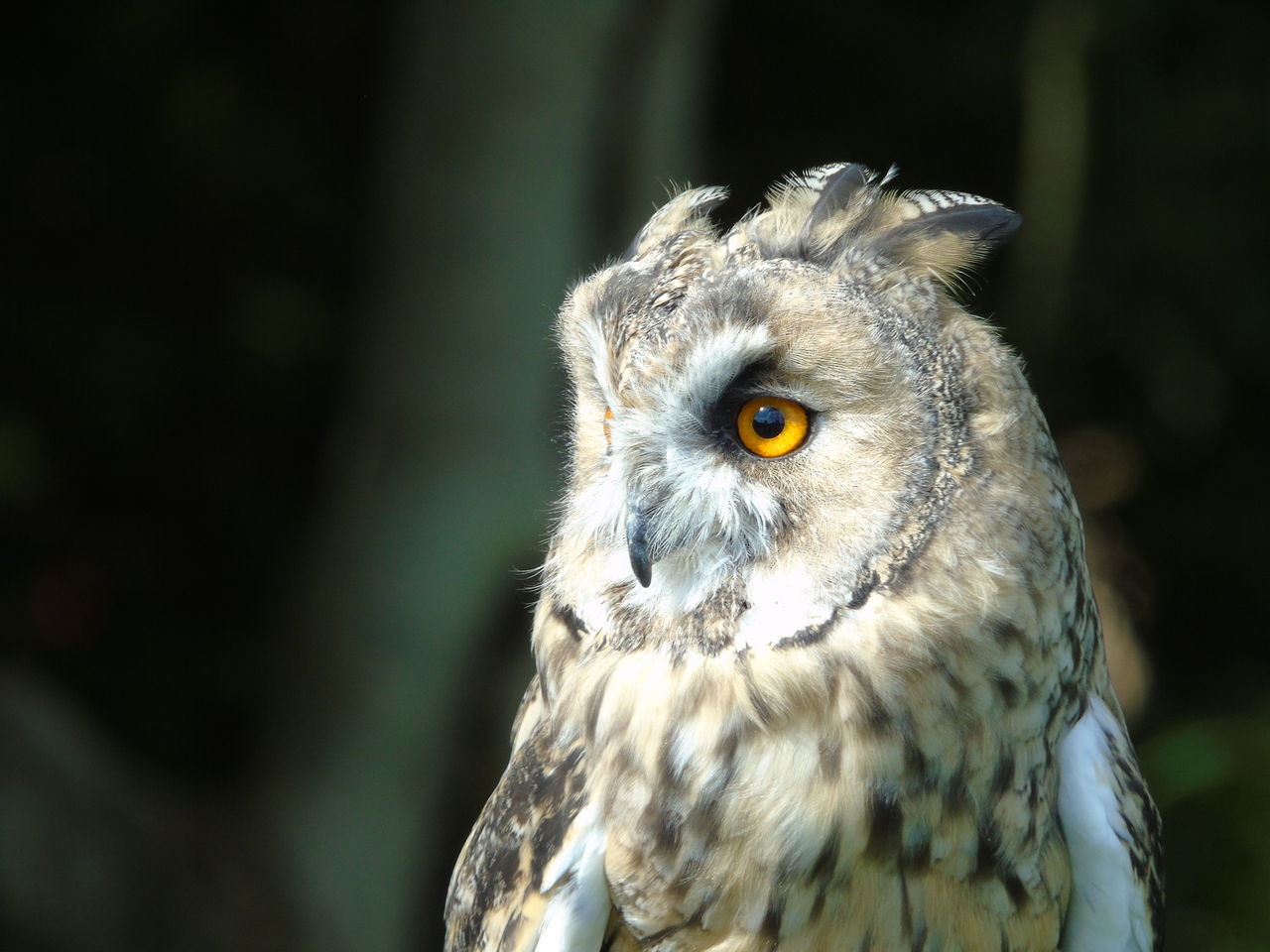 [シイナ] ノラネコ少女との暮らしかた 第4-15話 [中国翻訳] [DL版]