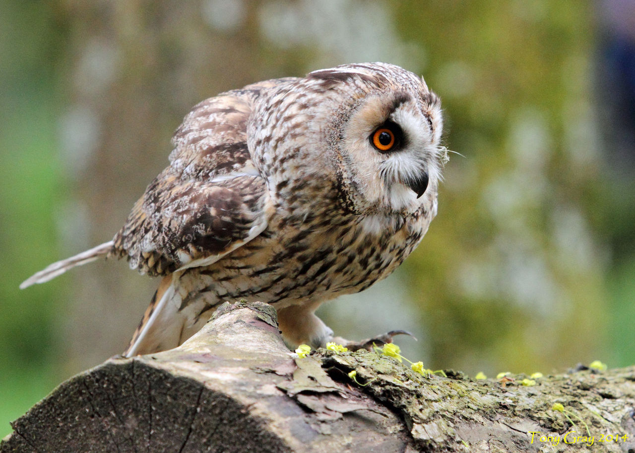 [シイナ] ノラネコ少女との暮らしかた 第4-15話 [中国翻訳] [DL版]