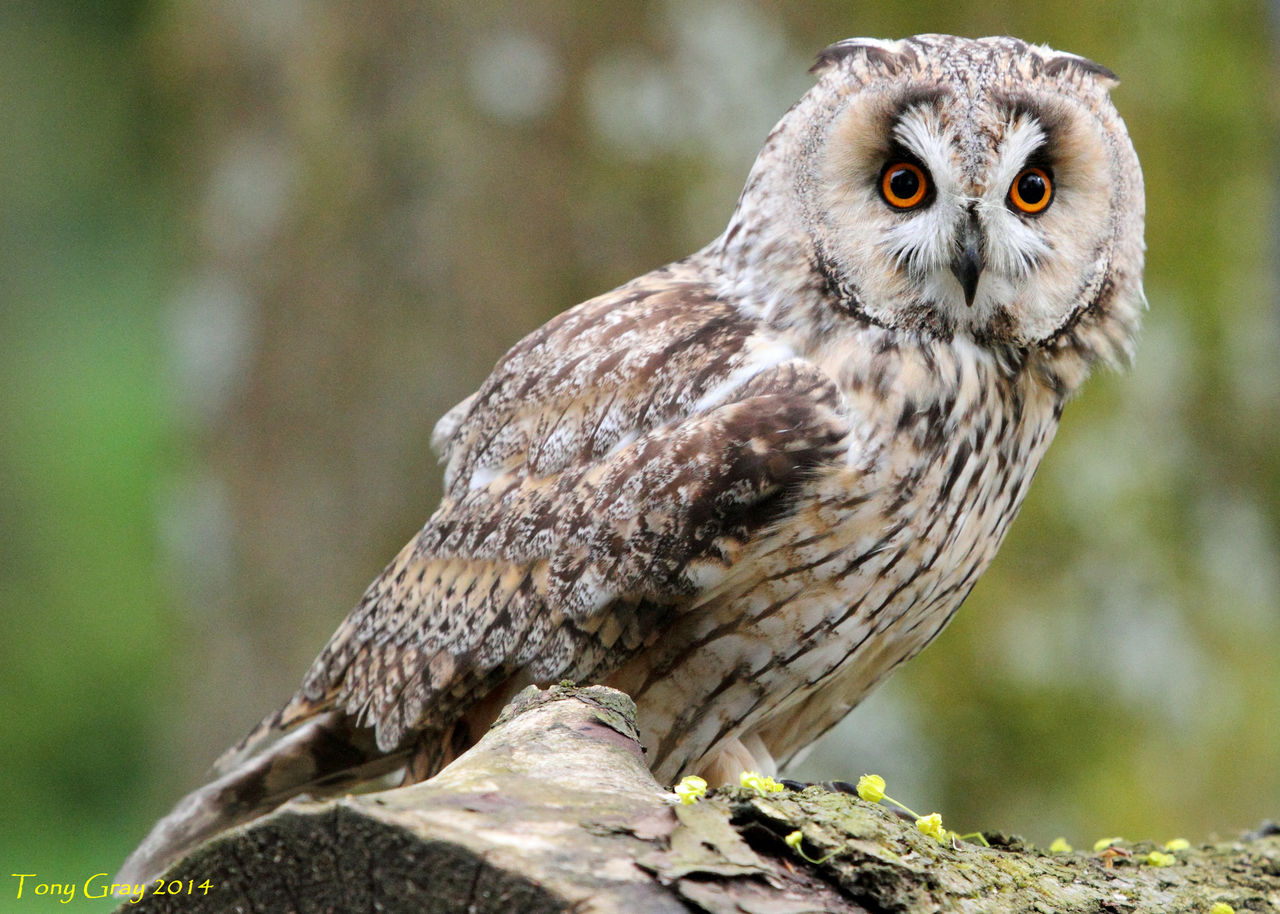 [シイナ] ノラネコ少女との暮らしかた 第4-15話 [中国翻訳] [DL版]