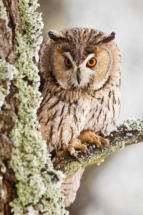 [花咲つつじ] 雨宿りの人 (COMIC 高 2017年9月号) [中国翻訳] [DL版]