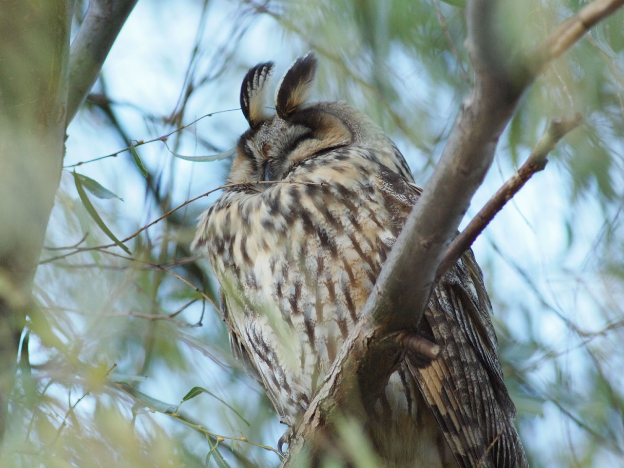 [シイナ] ノラネコ少女との暮らしかた 第3話 (COMIC アナンガ・ランガvol.14) [中国翻訳] [DL版]