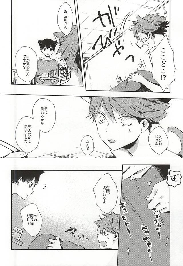 猫に夏及川さん