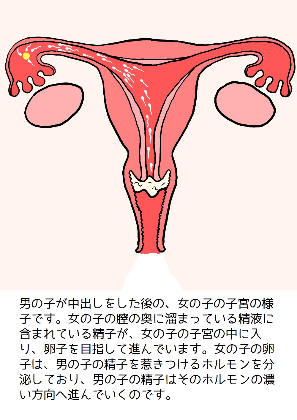 [poza] 思春期の男の子のための性教育・女の子を妊娠させるための中出しセックス入門