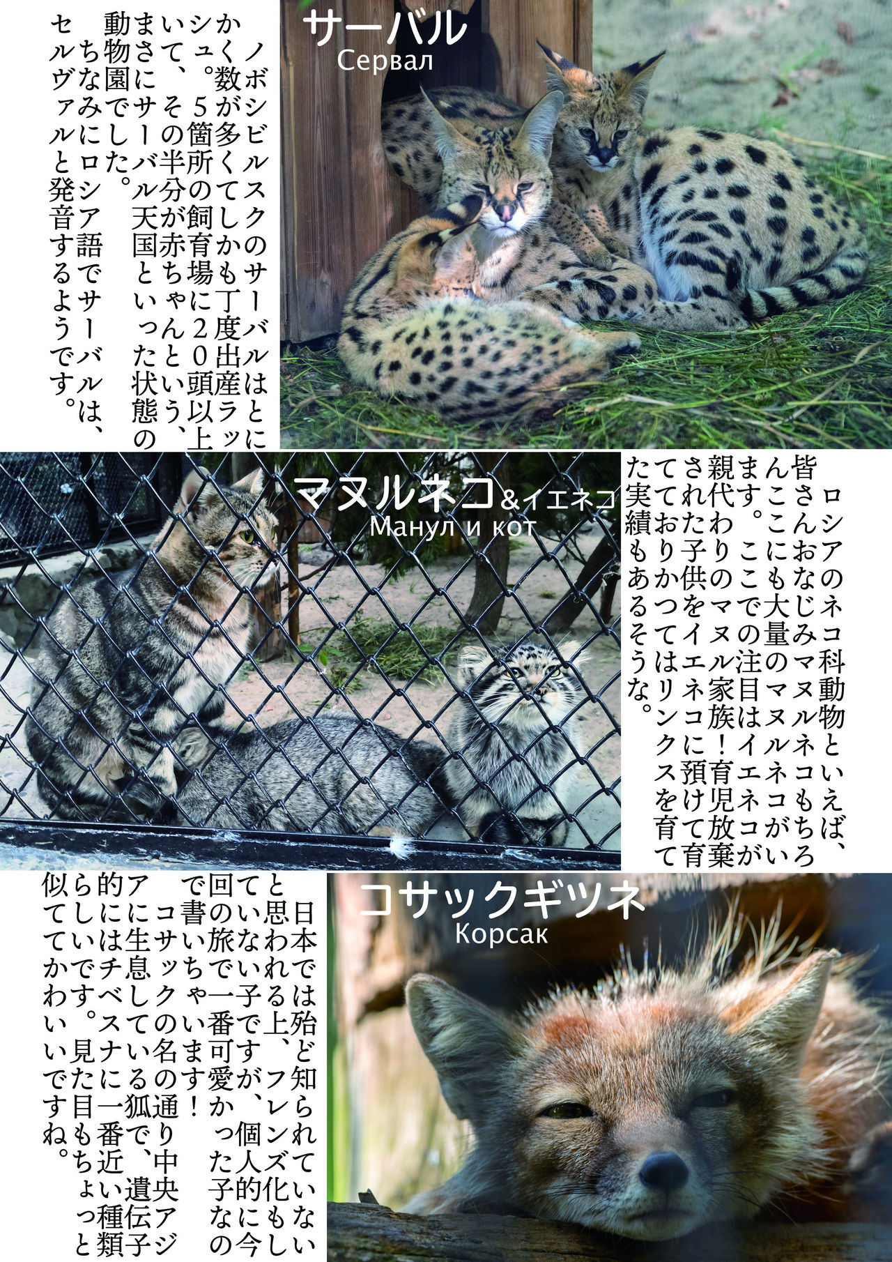 [mayけものフレンズ (よろず)] mayけものフレンズスレ合同誌2 (けものフレンズ) [DL版]