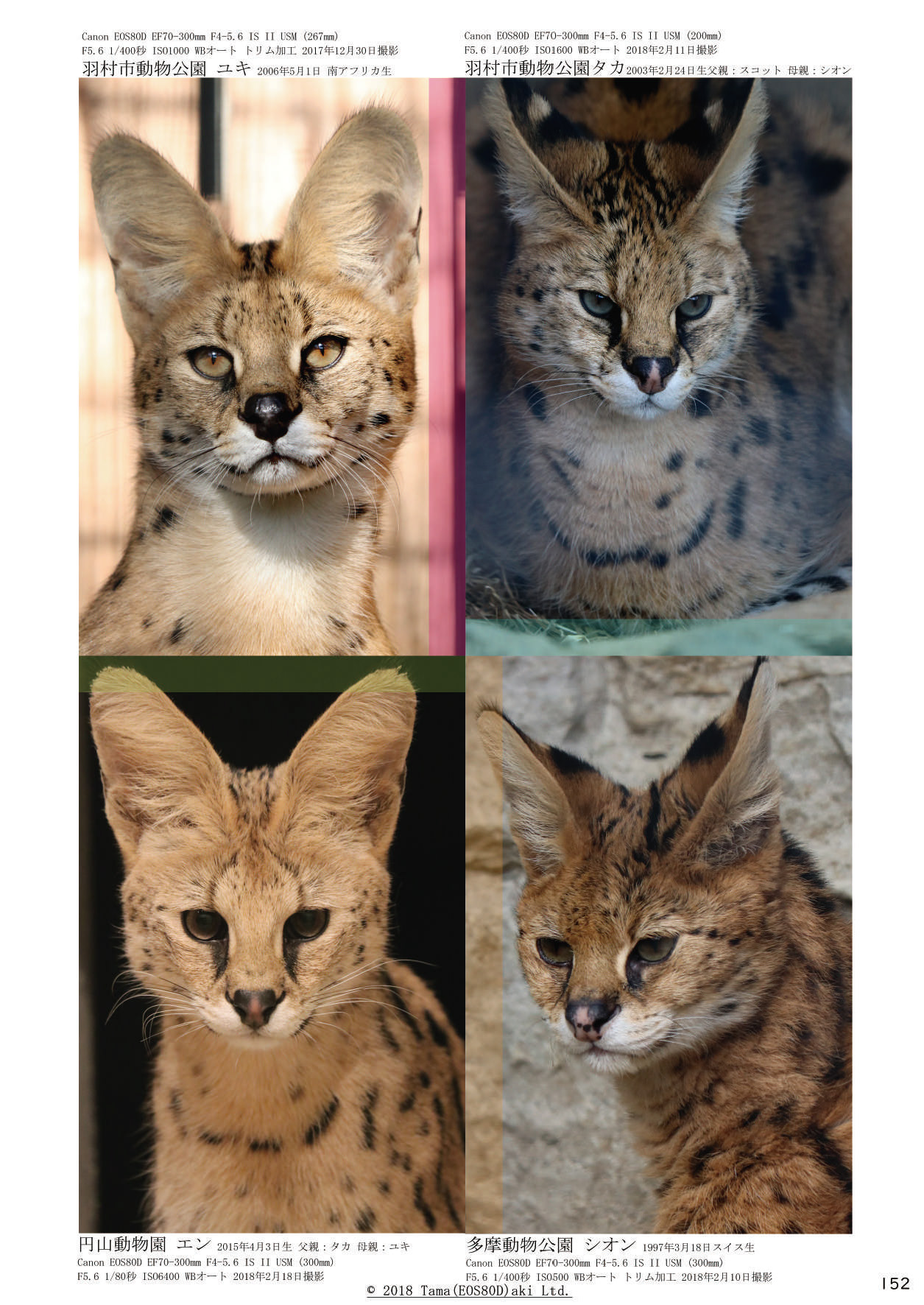 [mayけものフレンズ (よろず)] mayけものフレンズスレ合同誌 (けものフレンズ) [DL版]