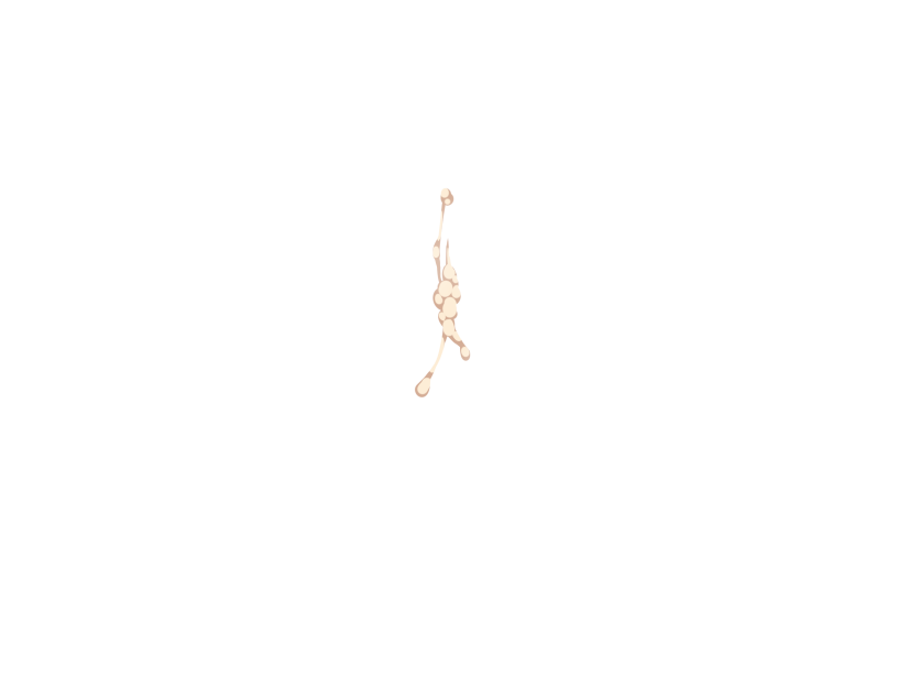 ゆうかちらばた大洋会のかけら-