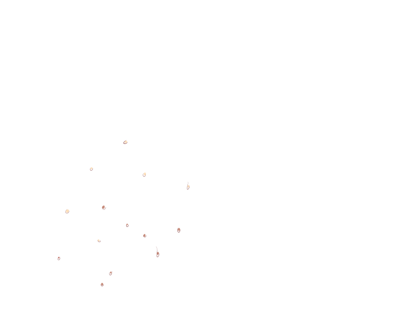 ゆうかちらばた大洋会のかけら-