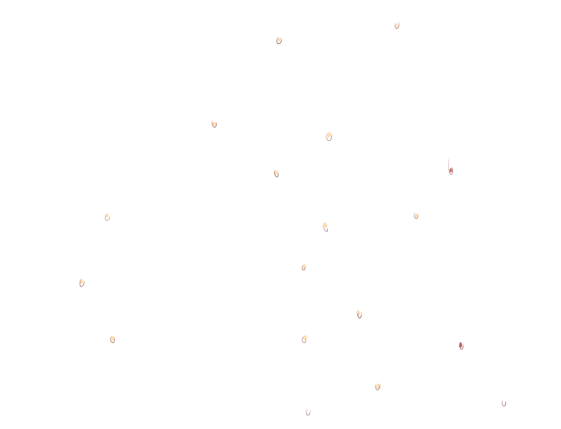 ゆうかちらばた大洋会のかけら-