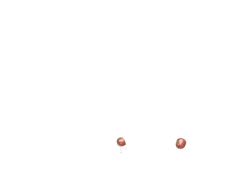 ゆうかちらばた大洋会のかけら-